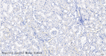 Caveolin 3 Antibody in Immunohistochemistry (Paraffin) (IHC (P))