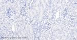 Caveolin 3 Antibody in Immunohistochemistry (Paraffin) (IHC (P))