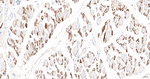 Caveolin 3 Antibody in Immunohistochemistry (Paraffin) (IHC (P))