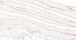 Caveolin 3 Antibody in Immunohistochemistry (Paraffin) (IHC (P))