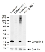 Caveolin 3 Antibody in Western Blot (WB)