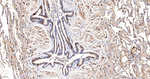 HSPA2 Antibody in Immunohistochemistry (Paraffin) (IHC (P))