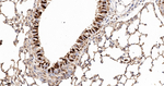 HSPA2 Antibody in Immunohistochemistry (Paraffin) (IHC (P))