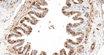 HSPA2 Antibody in Immunohistochemistry (Paraffin) (IHC (P))