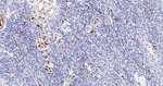 HSPA2 Antibody in Immunohistochemistry (Paraffin) (IHC (P))