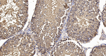 HSPA2 Antibody in Immunohistochemistry (Paraffin) (IHC (P))