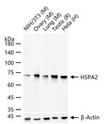 HSPA2 Antibody in Western Blot (WB)