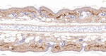 Caspase 14 Antibody in Immunohistochemistry (Paraffin) (IHC (P))