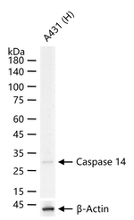 Caspase 14 Antibody in Western Blot (WB)