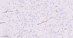 CD49e Antibody in Immunohistochemistry (Paraffin) (IHC (P))