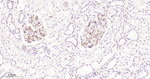 CD49e Antibody in Immunohistochemistry (Paraffin) (IHC (P))