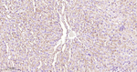 CD49e Antibody in Immunohistochemistry (Paraffin) (IHC (P))