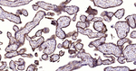 CD49e Antibody in Immunohistochemistry (Paraffin) (IHC (P))