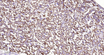 CD49e Recombinant Rabbit Monoclonal Antibody (8G1)