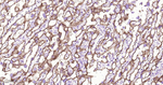 CD49e Antibody in Immunohistochemistry (Paraffin) (IHC (P))