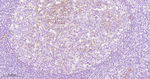 CD49e Antibody in Immunohistochemistry (Paraffin) (IHC (P))