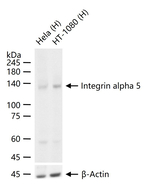 CD49e Antibody in Western Blot (WB)