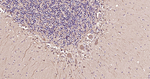 Cystatin C Antibody in Immunohistochemistry (Paraffin) (IHC (P))
