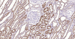 Cystatin C Antibody in Immunohistochemistry (Paraffin) (IHC (P))