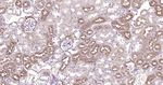 Cystatin C Antibody in Immunohistochemistry (Paraffin) (IHC (P))