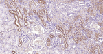 Cystatin C Antibody in Immunohistochemistry (Paraffin) (IHC (P))