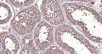 Cystatin C Antibody in Immunohistochemistry (Paraffin) (IHC (P))