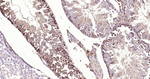 Cystatin C Antibody in Immunohistochemistry (Paraffin) (IHC (P))