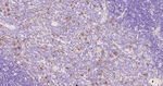 Cystatin C Antibody in Immunohistochemistry (Paraffin) (IHC (P))