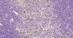 Cystatin C Antibody in Immunohistochemistry (Paraffin) (IHC (P))