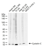 Cystatin C Antibody in Western Blot (WB)