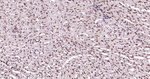E2F1 Antibody in Immunohistochemistry (Paraffin) (IHC (P))