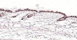E2F1 Antibody in Immunohistochemistry (Paraffin) (IHC (P))
