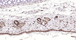 E2F1 Antibody in Immunohistochemistry (Paraffin) (IHC (P))