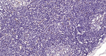 E2F1 Antibody in Immunohistochemistry (Paraffin) (IHC (P))