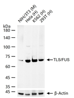 FUS Antibody in Western Blot (WB)