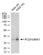 BMI-1 Antibody in Western Blot (WB)