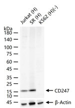 CD3 zeta Recombinant Rabbit Monoclonal Antibody (11D7)