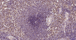 LAMP1 Antibody in Immunohistochemistry (Paraffin) (IHC (P))