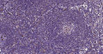 LAMP1 Antibody in Immunohistochemistry (Paraffin) (IHC (P))