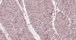 LAMP1 Antibody in Immunohistochemistry (Paraffin) (IHC (P))