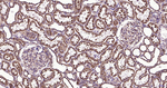 LAMP1 Antibody in Immunohistochemistry (Paraffin) (IHC (P))