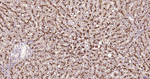 LAMP1 Antibody in Immunohistochemistry (Paraffin) (IHC (P))