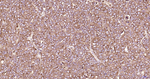 LAMP1 Antibody in Immunohistochemistry (Paraffin) (IHC (P))