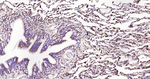 LAMP1 Antibody in Immunohistochemistry (Paraffin) (IHC (P))