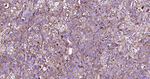LAMP1 Antibody in Immunohistochemistry (Paraffin) (IHC (P))