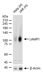 LAMP1 Antibody in Western Blot (WB)