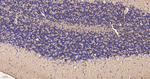 MBP Antibody in Immunohistochemistry (Paraffin) (IHC (P))