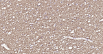 MBP Recombinant Rabbit Monoclonal Antibody (8D5)