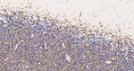 MBP Antibody in Immunohistochemistry (Paraffin) (IHC (P))