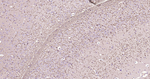 MBP Antibody in Immunohistochemistry (Paraffin) (IHC (P))